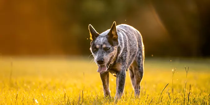 Australian Cattle Dog