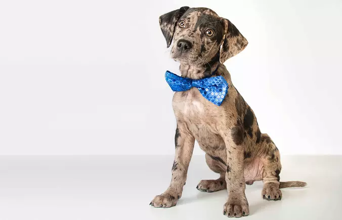 American Leopard Hound puppy