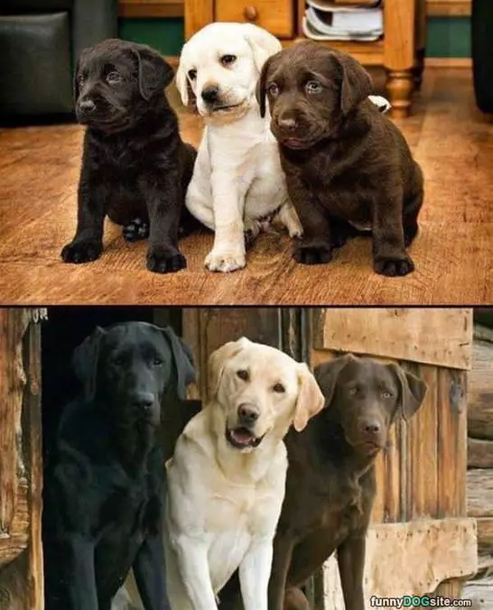 We Grew Up Fast
