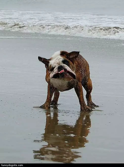 Shaking Off