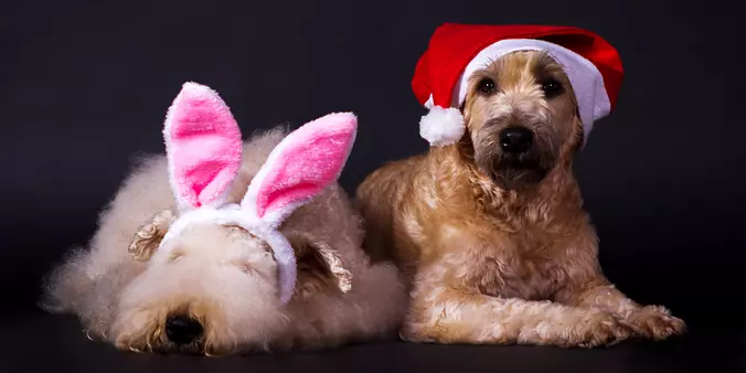 Soft Coated Wheaten Terrier...