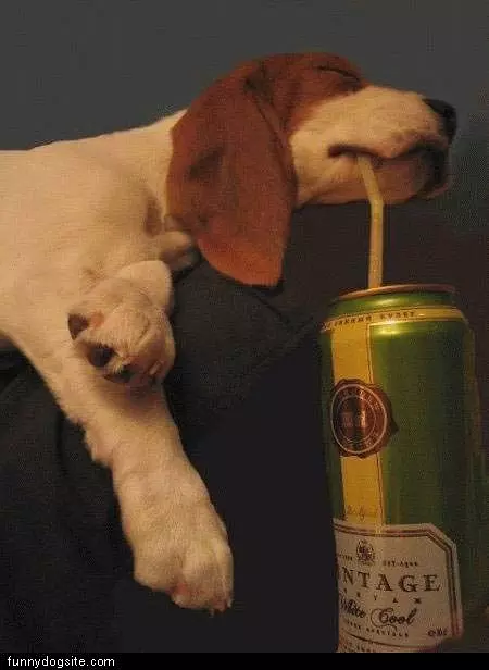 Drinkin Dog