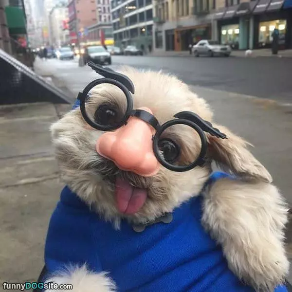 Fully Disguised