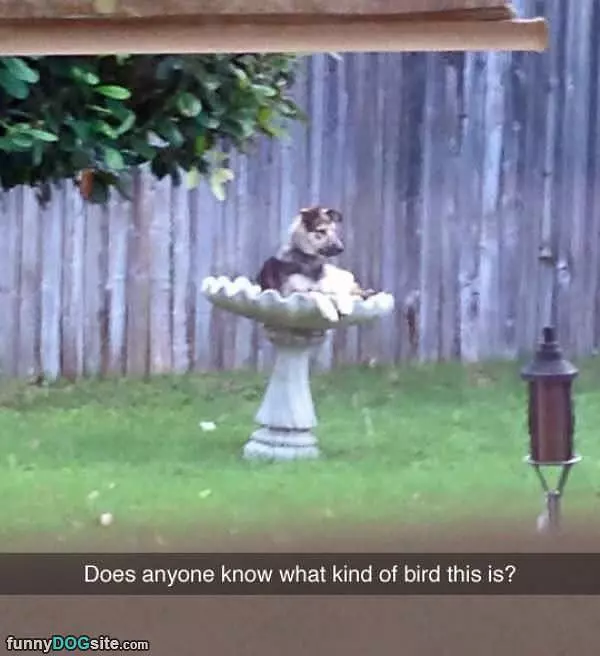 What Kind Of Bird