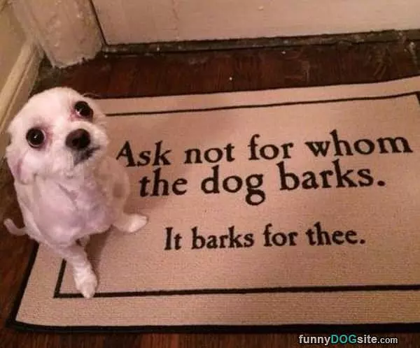 The Dog Barks