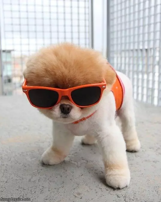 Cool Sun Glasses