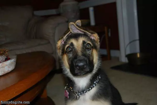 Crossed Ears