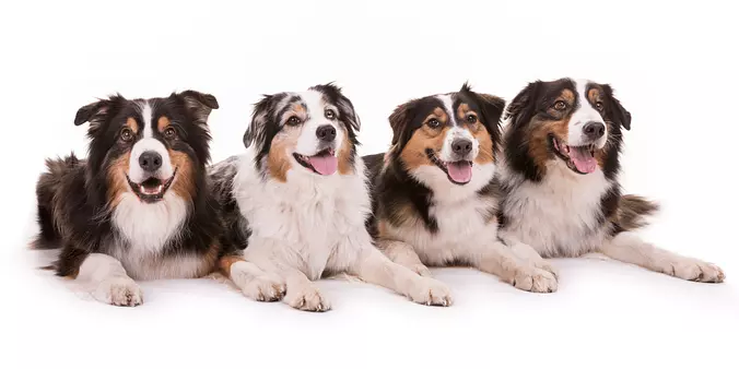 Australian Shepherd family