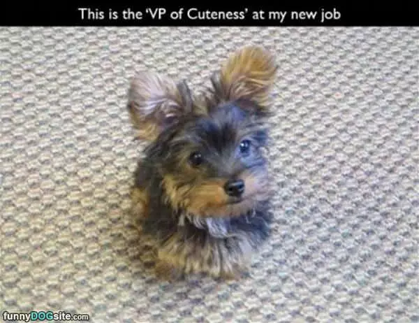 Vp Of Cuteness