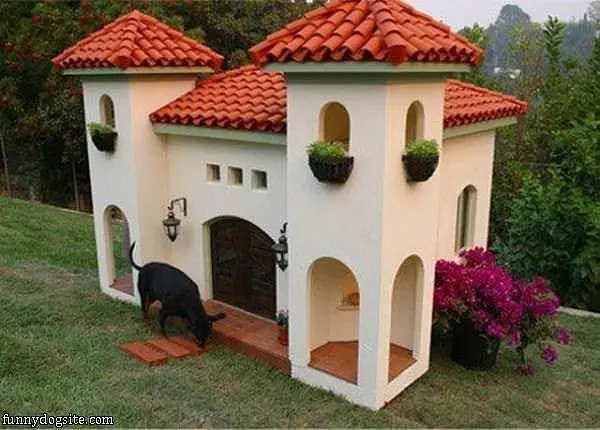 Amazing Dog House