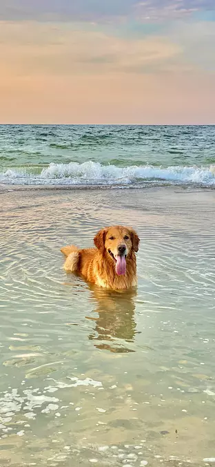 Golden Retriever