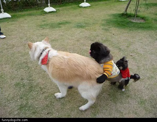 Three Dogs