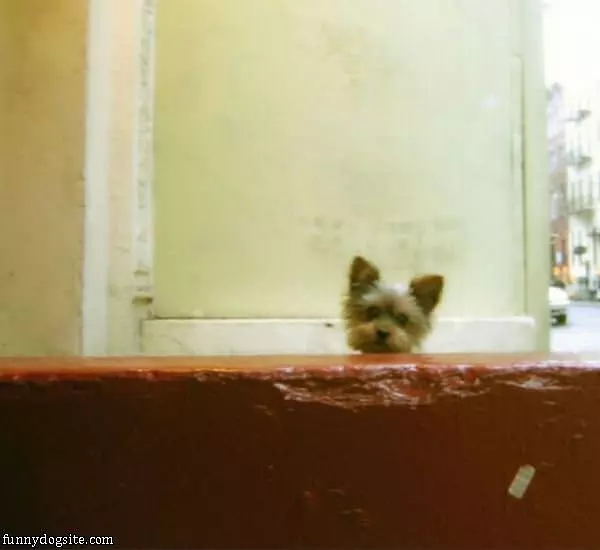 Say What Dog