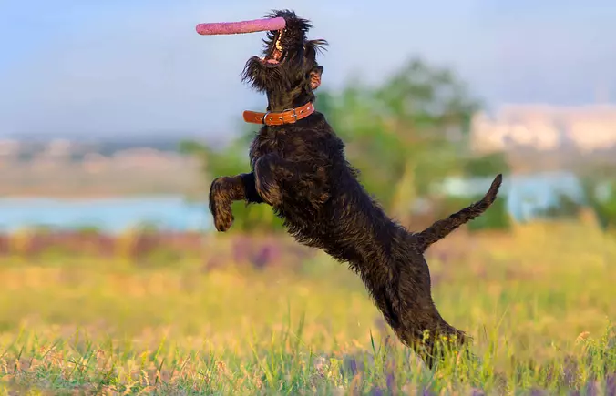 Giant Schnauzer playing