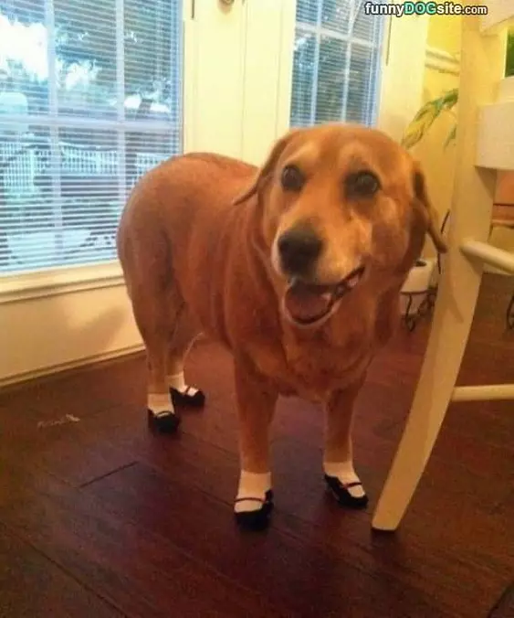 Nice Little Shoes
