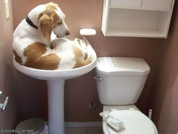 Fit For A Sink
