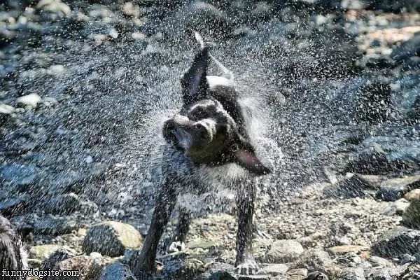Shake It Off Dog