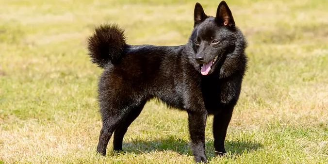 Schipperke