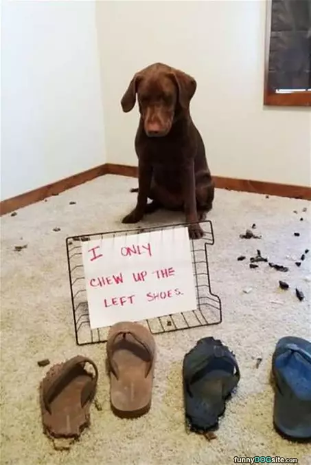 I Only Chew On Left Shoes