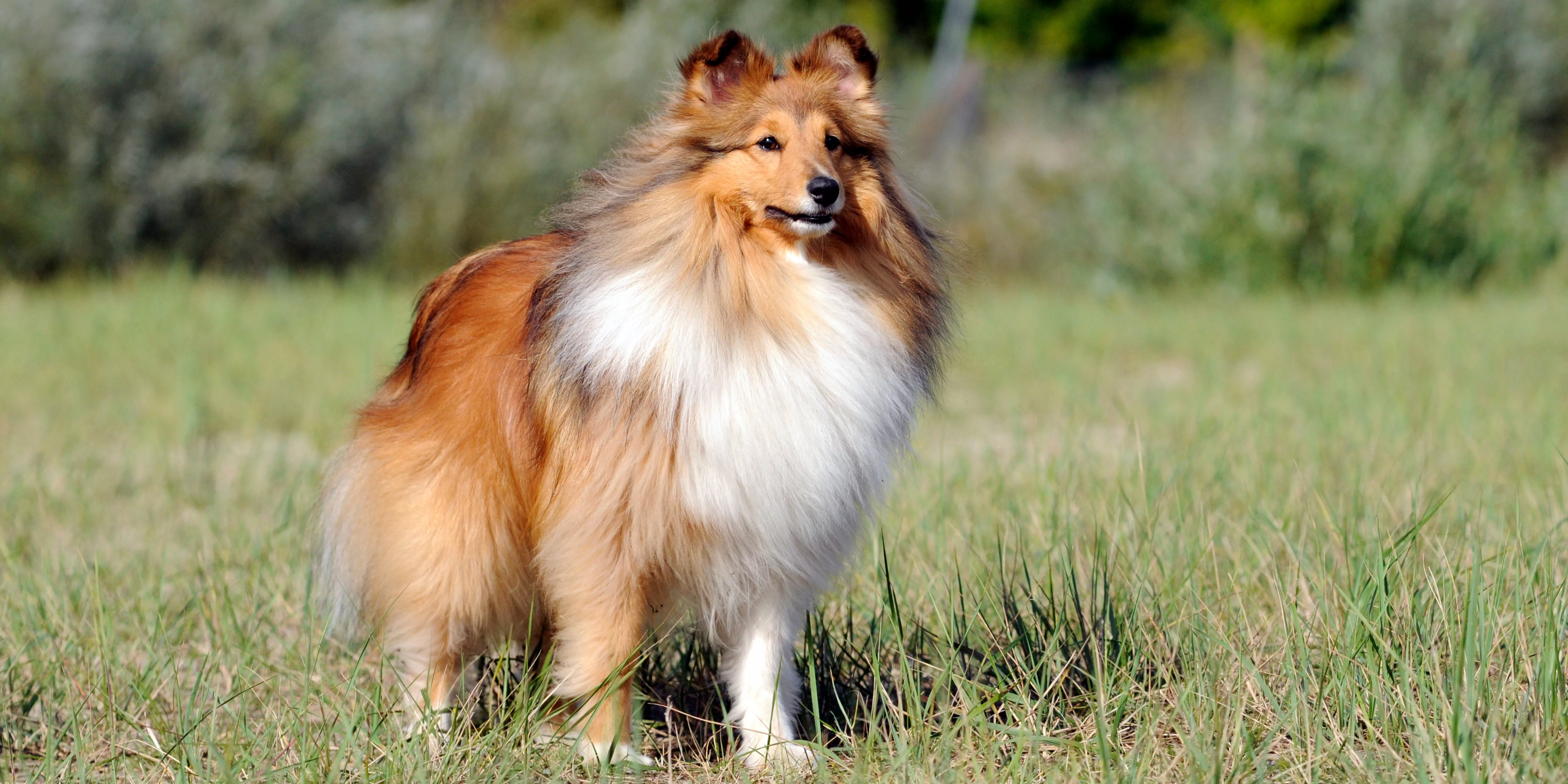 Shetland Sheepdog