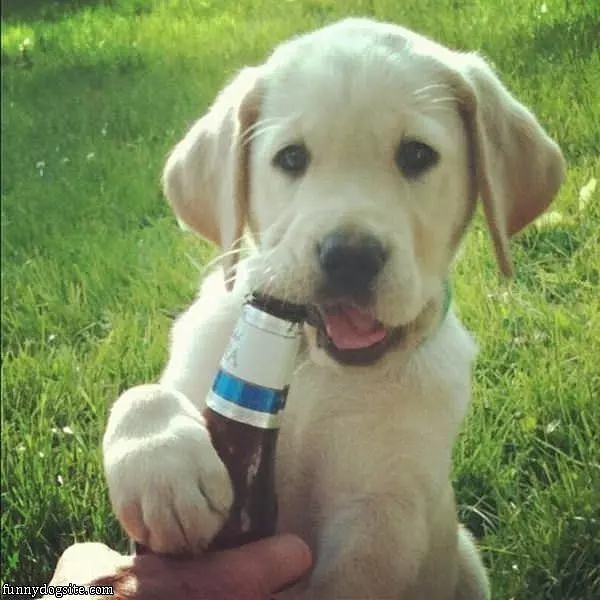 Let Me Get This For You