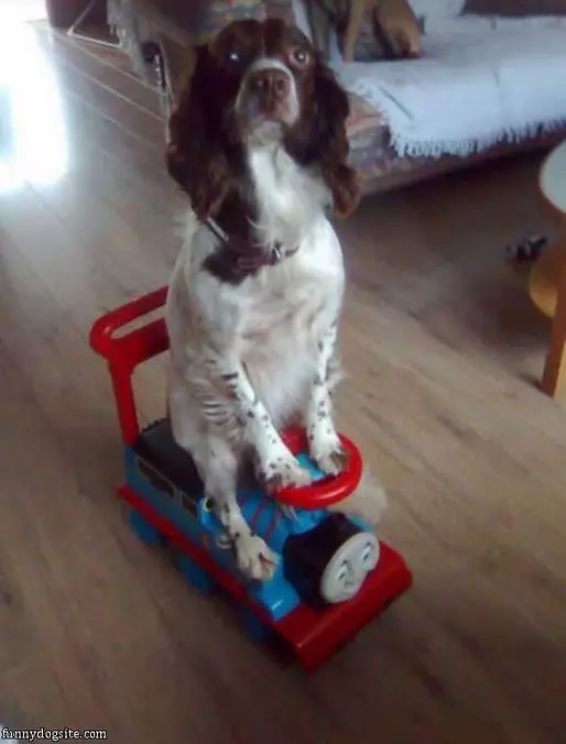 The Choo Choo Dog