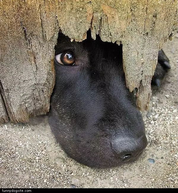 Dog Wants Out