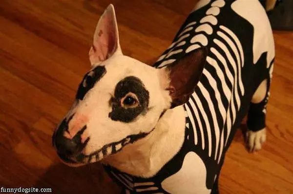 Halloween Dog