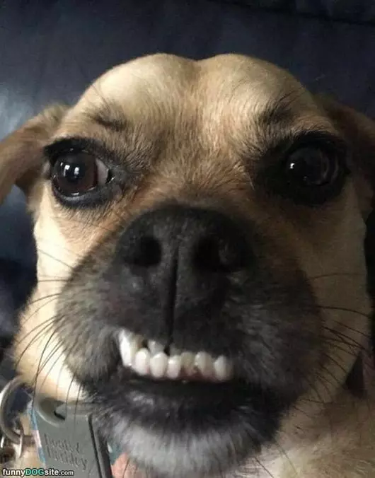 Grrrrr Face