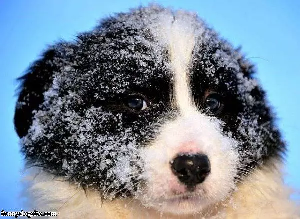 Snowy Face