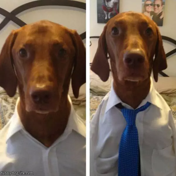 Well Dressed Dog