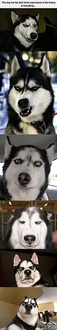 This Dog