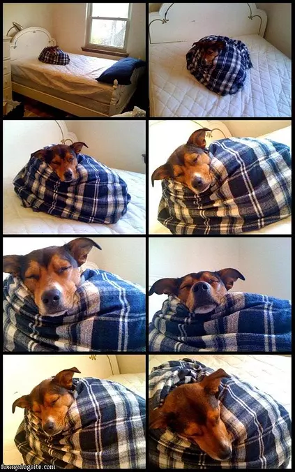 Curled Up Dog