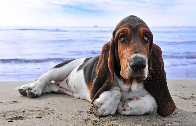 Basset Hound on the beach