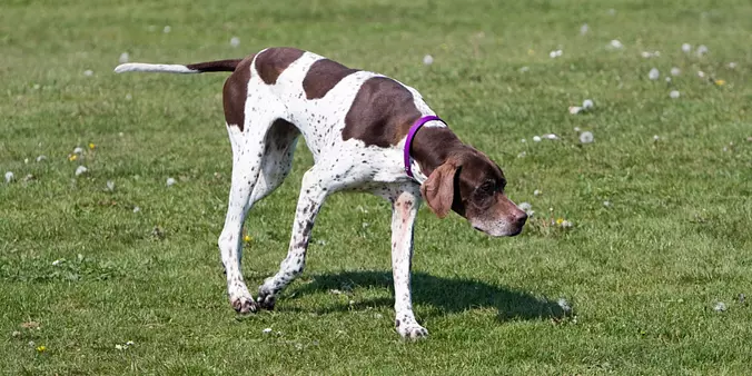 Pointer dog
