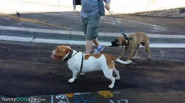 Walking The Dog On A Walk