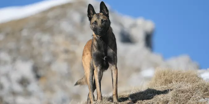 Belgian Sheepdog