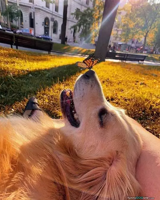 Butterfly Dog