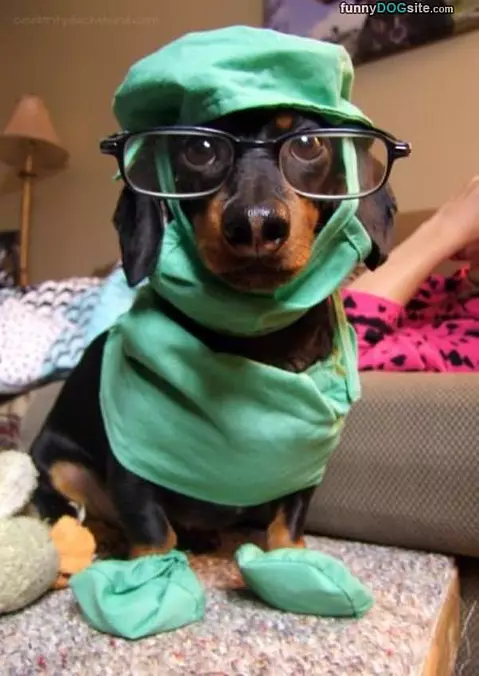 The Doctor Dog