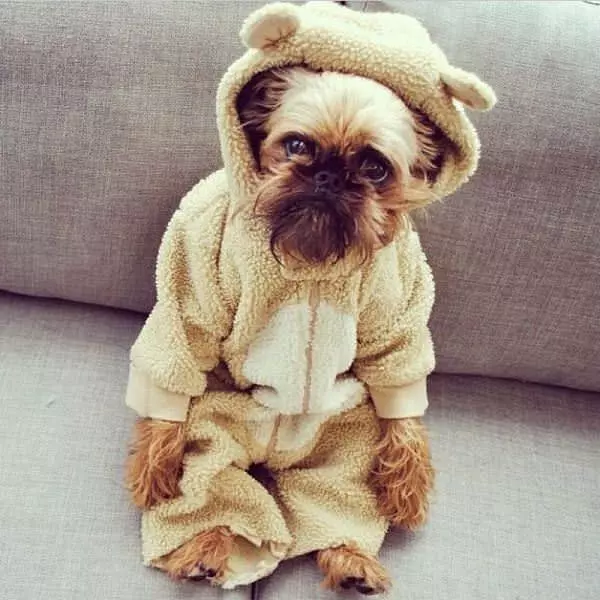 Wookie Dog