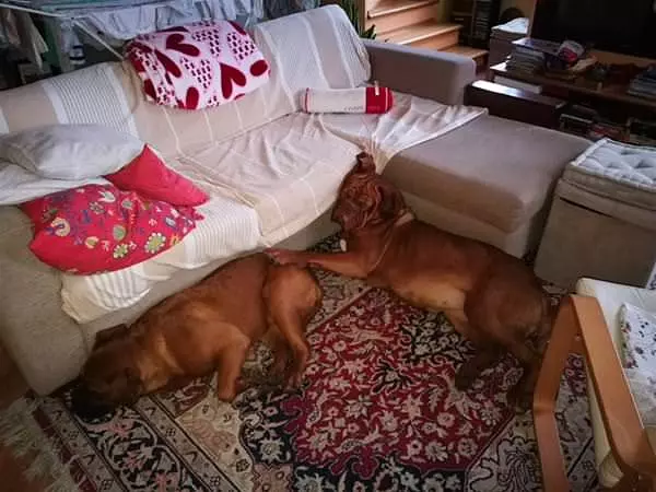 Rescue Best Friends