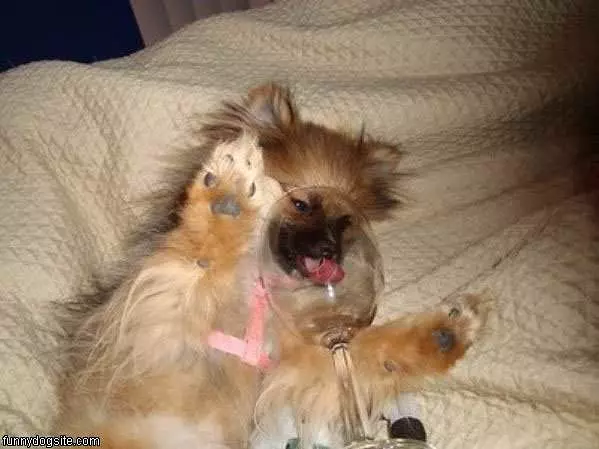 I Like Wine