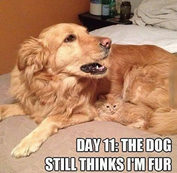 Still Thinks Im Fur