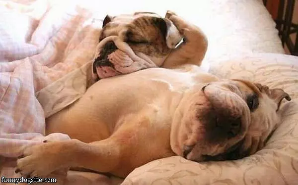 Dogs Laying Around