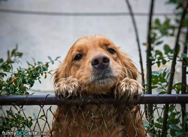 Just Pet Me