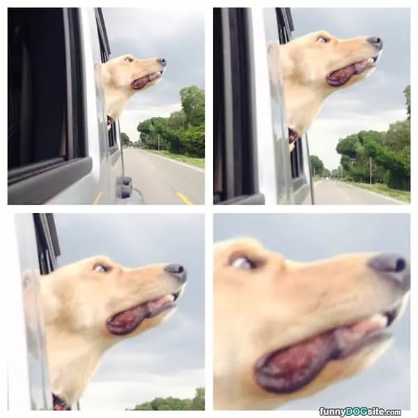 Duke Loves The Fresh Air