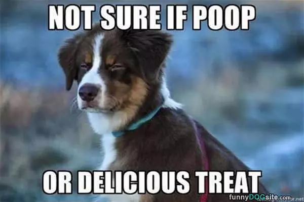 Not Sure If Poop
