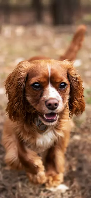 Cavalier King Charles Spaniel
