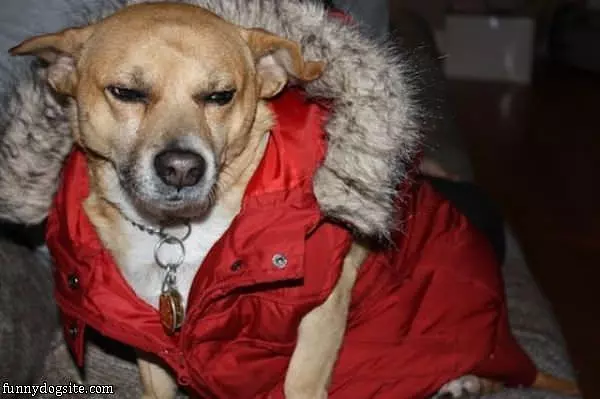 Dog Coat