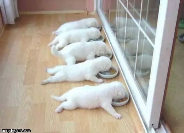Nom Nom Nom